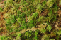Preview: Sphagnum Moos lebend 0,5 kg bis 25 kg